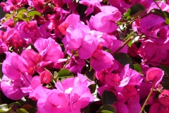 Bougainnvillea's everywhere from Spring onwards