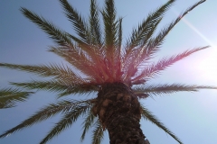 Palm tree on Burriana Beach