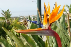 Bird of Paradise, Crane Flower